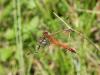 Sympetrum sanguineum
